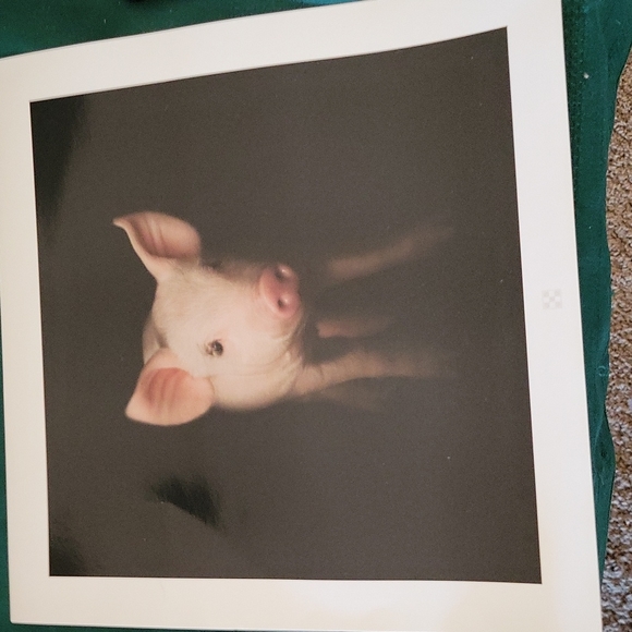 Lot of 2 Pig Piglet Promotional Photos Pictures 12" x 12" - Picture 3 of 6